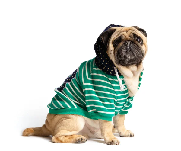 Purebred Cute Funny Pug Clothes Hood His Head Sits White — Stock Photo, Image