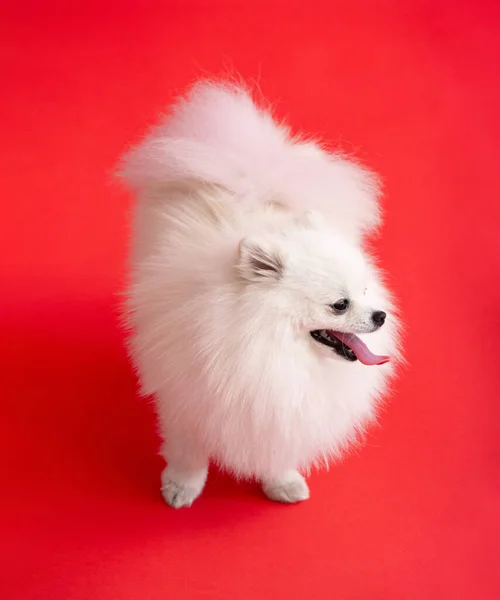 かわいいふわふわのポメラニアン子犬の肖像画 明るい流行の赤い背景に小さな笑顔の犬が立っています — ストック写真