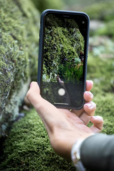 Ragazza Fotografa Natura Fiori Muschio Nella Foresta Telefono Cellulare Primo — Foto Stock