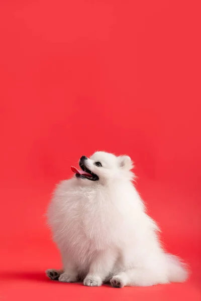 ポメラニアン スピッツのかわいいふわふわの子犬の肖像 小さな笑顔の犬は明るいトレンディーな赤い背景に座っている — ストック写真