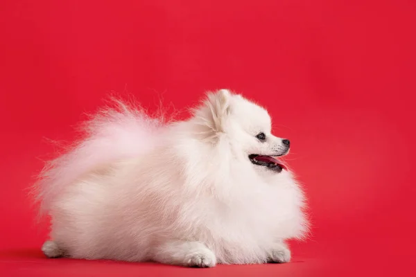 かわいいふわふわのポメラニアン子犬の肖像画 小さな笑顔の犬は明るい流行の赤い背景にあります — ストック写真