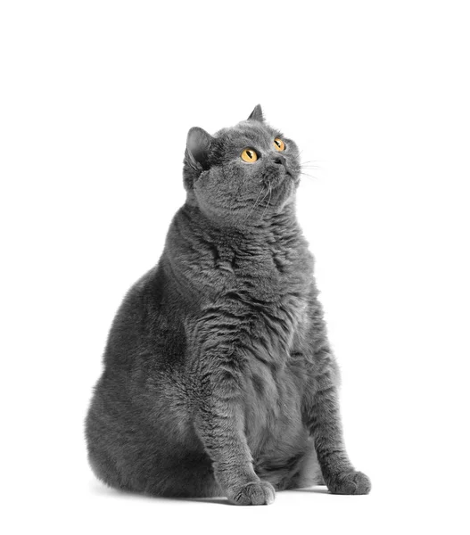 Fat Shorthair Cat Big Red Eyes Sits White Background Animal —  Fotos de Stock