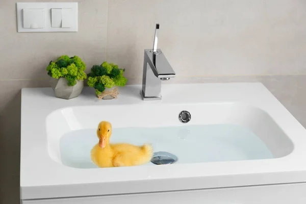 Cute Funny Lively Duckling Swims Water Home White Washbasin Floating — Stock Photo, Image