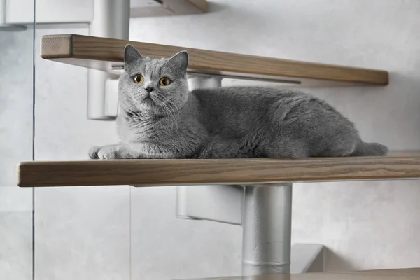 Британская Голубая Короткошерстная Кошка Лежит Деревянных Ступенях Лестницы Доме Смотрит — стоковое фото