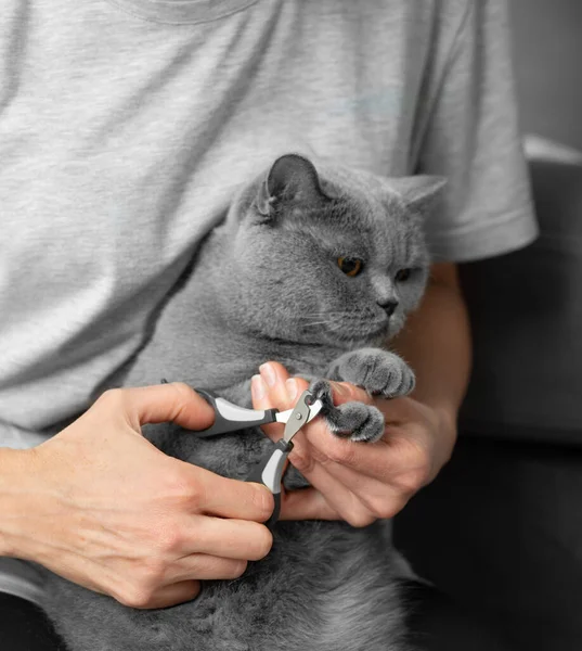 Kattnagelklippning Veterinären Trimmar Naglarna Brittisk Katt Sällskapsdjur Vård Flickan Klipper — Stockfoto