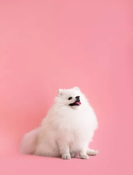ポメラニアン スピッツのかわいいふわふわの子犬の肖像 小さな笑顔犬は明るいトレンディーなピンクの背景に座っている — ストック写真