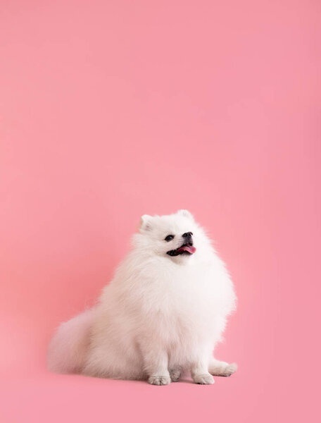 Portraite of cute fluffy puppy of pomeranian spitz. Little smiling dog sits on bright trendy pink background.