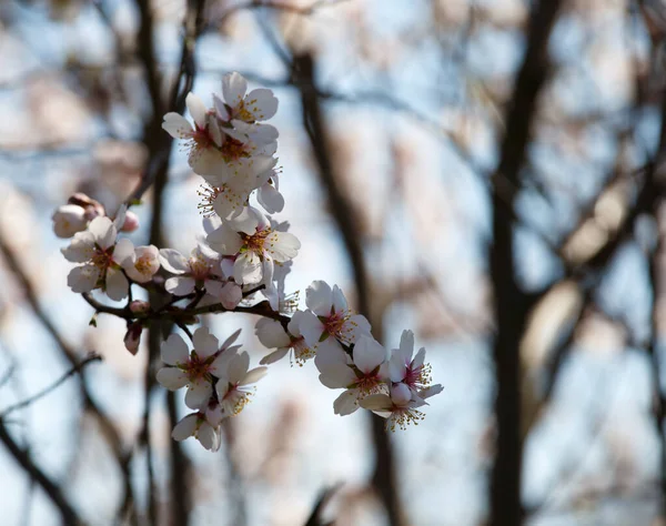 Οπωροφόρα Δέντρα Ανθίζουν Την Άνοιξη Λουλούδια Βερίκοκου Στο Κλαδί Ενάντια — Φωτογραφία Αρχείου