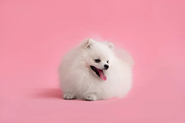 波美拉尼亚斯皮茨的可爱绒毛小狗的肖像 笑着的小狗躺在明亮的时髦的粉色背景上 — 图库照片