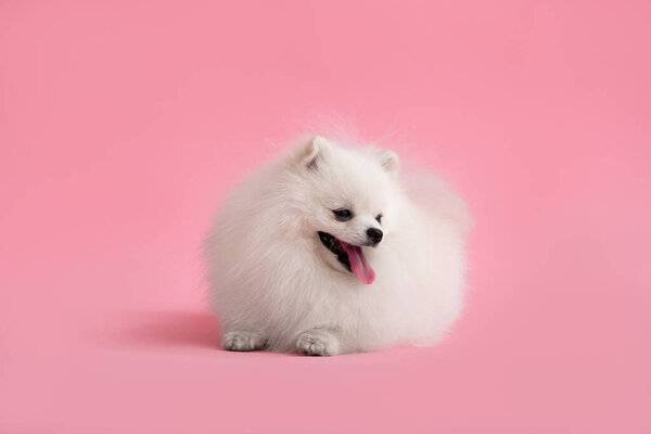 Portraite of cute fluffy puppy of pomeranian spitz. Little smiling dog lies on bright trendy pink background.