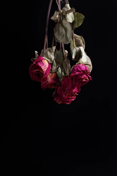Suche Różowe Róże Czarnym Tle Przestrzeń Kopiowania Bukiet Martwych Róż — Zdjęcie stockowe