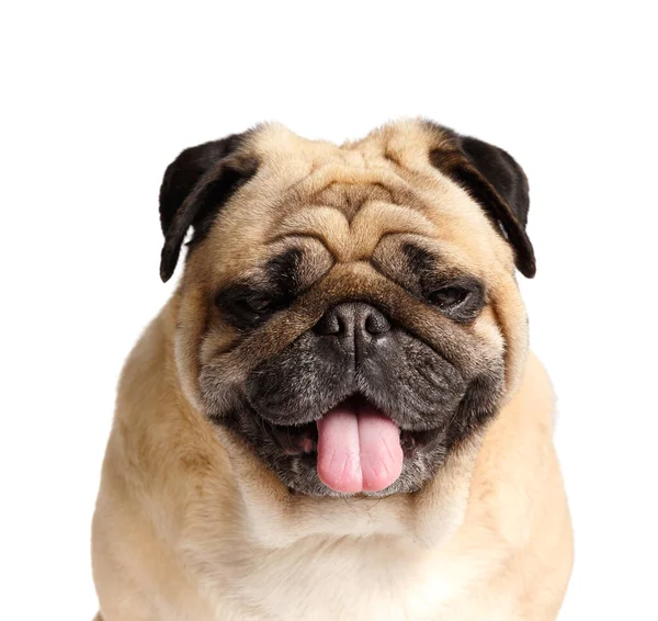 Πορτρέτο Ενός Καθαρόαιμου Φιλικό Χαριτωμένο Αστείο Pug Γλώσσα Του Κρέμεται — Φωτογραφία Αρχείου