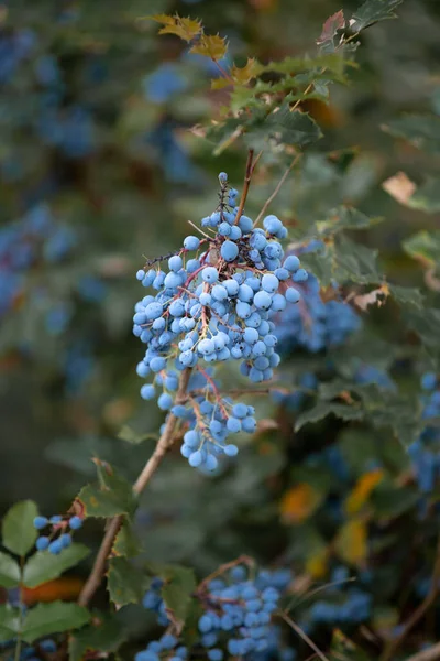 Ein Zweig Einer Dekorativen Strauch Stechpalme Mahonie Mit Reifen Blauen — Stockfoto