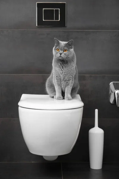 Purebred British Gray Cat Sits White Toilet Bowl Bathroom — Stock Photo, Image