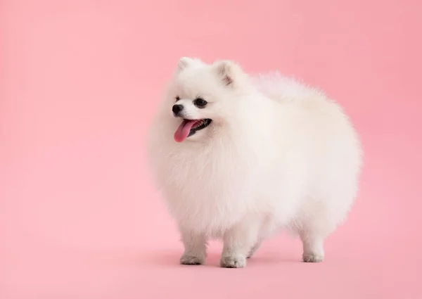 ポメラニアン スピッツのかわいいふわふわの子犬の肖像 小さな笑顔の犬は明るいトレンディーなピンクの背景に立つ — ストック写真