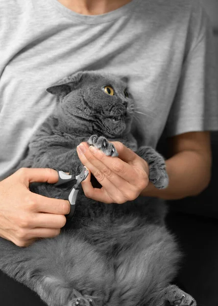 Обрезка Кошачьих Ногтей Ветеринар Стрижет Ногти Британской Породы Кошек Уход — стоковое фото