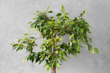 Lush green crown of ficus benjamin against a gray wall in the interior. Indoor flowers, interior design elements, plants in the house.