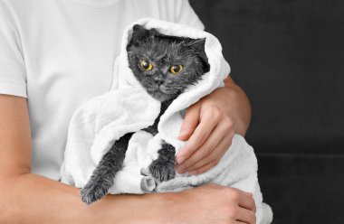 Funny wet British cat is wrapped in a white towel, the girl is holding a domestic cat after bathing, pet hygiene