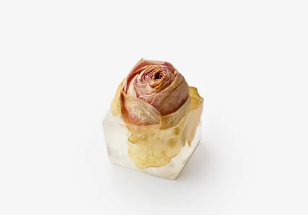 Conceptual Composition Rose Bud Ice Cube Rose Flower Ice Isolated — Stock Photo, Image