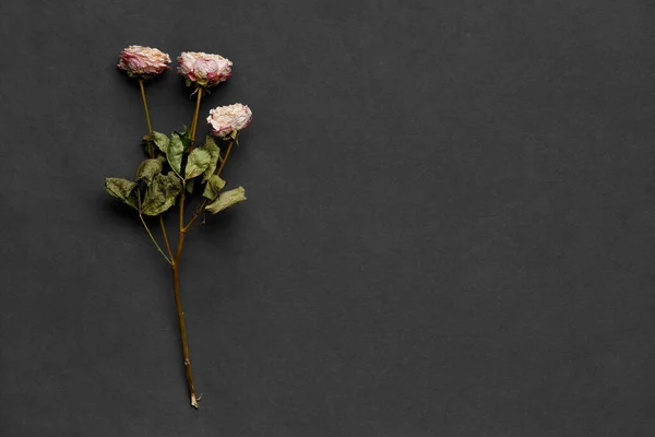 Dried Rose Branches Black Background Top View Space Text Concept — Stock Photo, Image