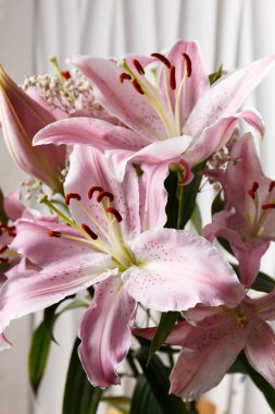 Beyaz arka planda bir buket pembe zambak. Arka plan olarak Lily çiçekleri.