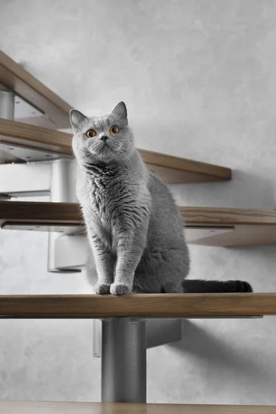 British Blue Shorthair Cat Sits Wooden Steps Stairs House Looks — Stock Photo, Image