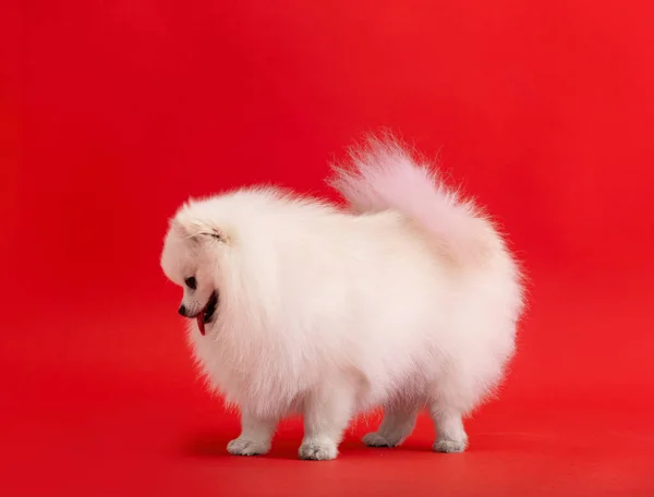 Lindo Perrito Esponjoso Spitz Pomeraniano Pequeño Perro Sonriente Para Sobre — Foto de Stock