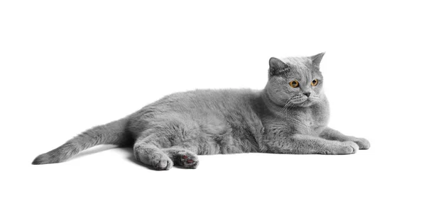 British Blue Cat Big Orange Eyes Lies White Background Purebred — Stock Photo, Image