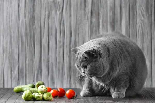 Cat Eats Vegetables Healthy Nutrition Thoroughbred Cat Scottish Shorthair Diet — Stock Photo, Image
