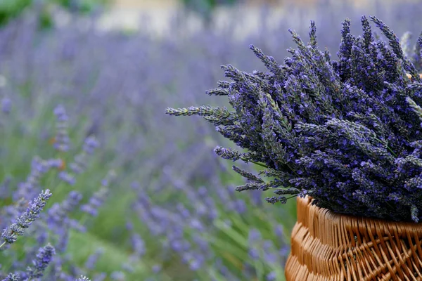 Large Bouquets Lavender Wicker Basket Lavender Field — Φωτογραφία Αρχείου