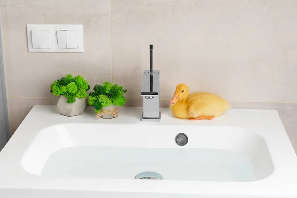 Animado Bonito Patinho Engraçado Senta Lavatório Branco Cheio Água Banheiro — Fotografia de Stock