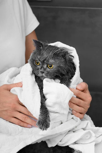 Funny Wet British Cat Wrapped White Towel Girl Holding Domestic — Stock Photo, Image