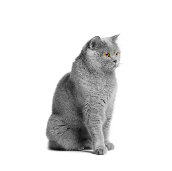 Een Blauwe Britse Kat Met Grote Oranje Ogen Zit Een — Stockfoto