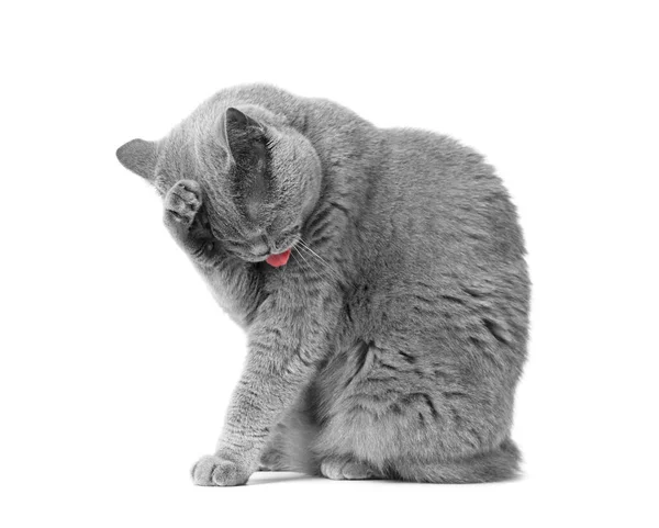 Purebred British Shorthair Cat Washing Her Face While Sitting Front — Stock Photo, Image