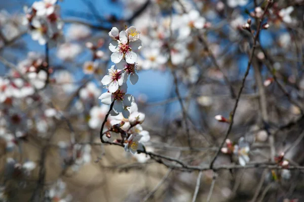 Árvores Fruto Florescem Primavera Flores Damasco Ramo Contra Céu Azul — Fotografia de Stock