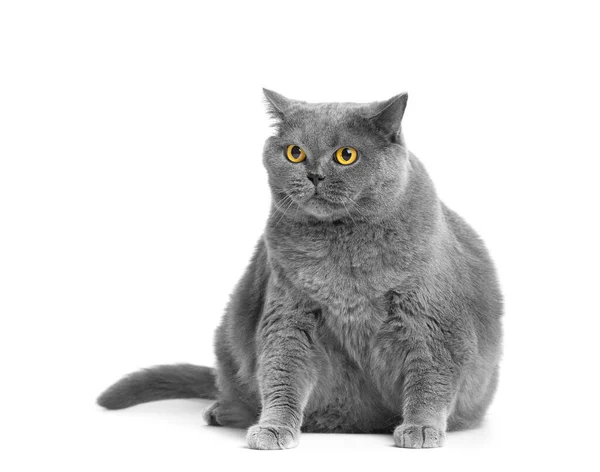 Fat Gray British Cat Big Yellow Eyes Sits White Background — Stock Photo, Image