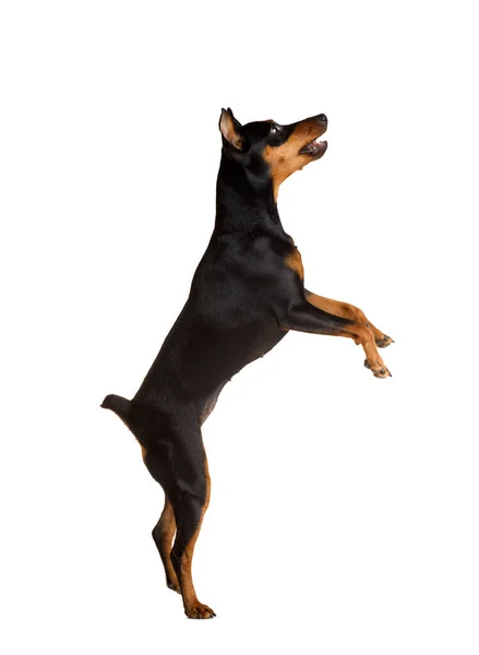 Friendly Purebred Miniature Pinscher Cropped Ears Tail Stands Its Hind — Stock Photo, Image
