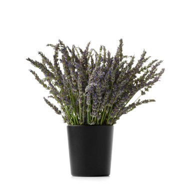 Beyaz arka planda siyah vazoda bir demet lavanta çiçeği.