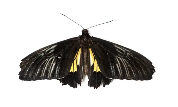 Papillon Noir Jaune Troides Rhadamantus Isolé Sur Blanc — Photo