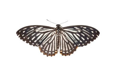 Beyaz arka plan, üst görünüm, yakın çekim güzel bir Mime kelebeği (Papilio Clytia)