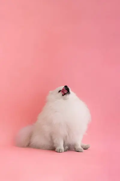 かわいいフワフワフワフワの子犬の肖像画 小さな笑顔の犬が座って 明るいトレンディなピンクの背景に唇をライセンス — ストック写真