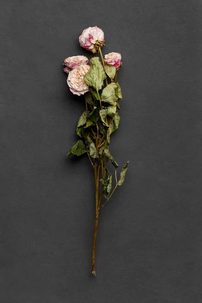 Dried Rose Branch Black Background Top View Concept Loneliness Age — Stock Photo, Image