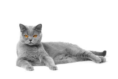 Büyük turuncu gözlü safkan bir İngiliz kedisi beyaz arka planda uzanıyor ve dikkatlice kameraya bakıyor..