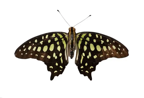 Large Forest Tropical Butterfly Graphium Agamemnon White Background Top View — Stock Photo, Image