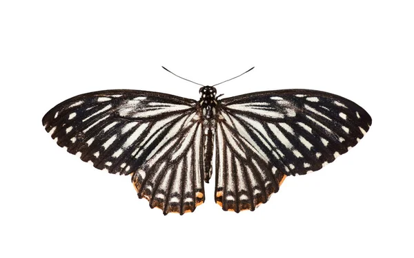 Красивая Бабочка Коммон Мбаппе Papilio Clytia Белом Фоне Вид Сверху — стоковое фото