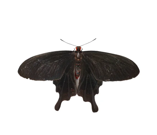 Mariposa Negra Pachliopta Kotzebuea Aislada Sobre Fondo Blanco Vista Superior — Foto de Stock