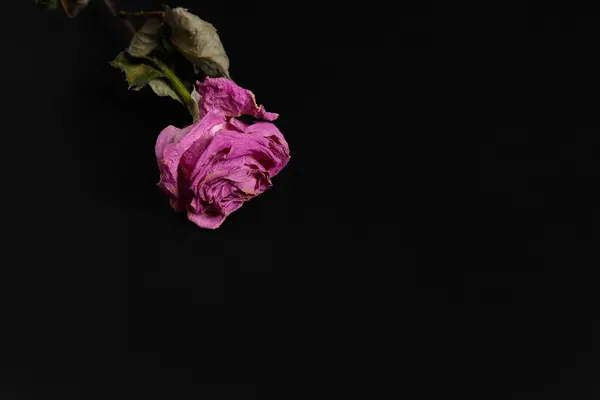 Dry pink rose on a black background. Single dead rose close up, copy space. The concept of loneliness, age, sadness, unhappy love, loss.