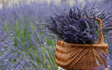 Large bouquets of lavender in a wicker basket on a lavender field