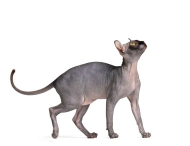 Don Sphynx cinsinin eğlenceli kedisi, büyük yeşil gözleri ve beyaz arka planda elf kulakları, alışılmadık kediler, kel kedi.