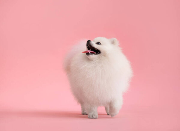 Portraite of cute fluffy puppy of pomeranian spitz. Little smiling dog stands on bright trendy pink background.
